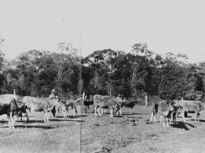 jersey herd on dunk island j. oxley library  slq