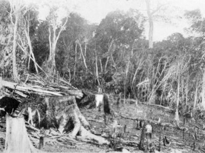 a portion of cleared land  hull river aboriginal settlement  state library of qld