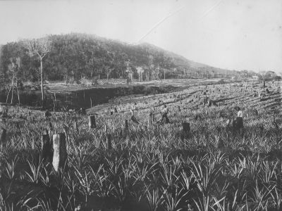 clump point pines courtesy doug bunting