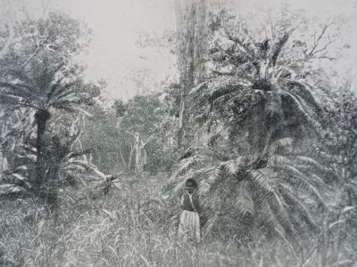 tropic days p.247   cycads   photo caroline hordern