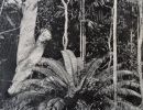 tropic days p.257   cycad and palms   photo caroline hordern