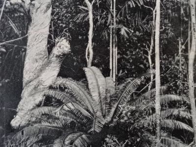 tropic days p.257   cycad and palms   photo caroline hordern